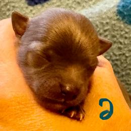 Boy 2 - Blue and tan male Chihuahua puppy in Brooklyn, Connecticut from Ladybug Chihuahuas