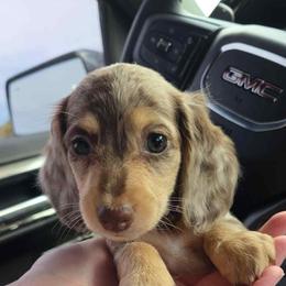 Hazel - Dachshund