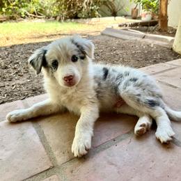 Stetson - Blue merle male Border Collie puppy in Mesa, Arizona from Ranch Girl Border Collies