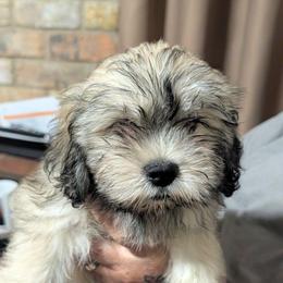 Jade - Black female Lhasa Apso puppy in Fort Worth, Texas from Cynthia's Lhasa Apsos