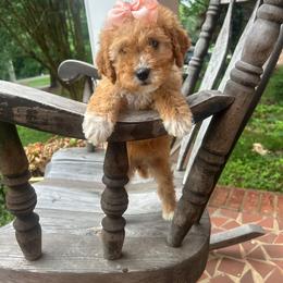 Diana - Apricot female Goldendoodle puppy in Mint Hill, North Carolina from DoodleForever