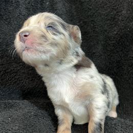 Bear Boy-3 - Blue merle male Australian Shepherd puppy in Mena, Arkansas from Fat-Bottom Farms