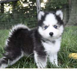Comet - Pomsky