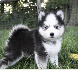 Comet - Pomsky