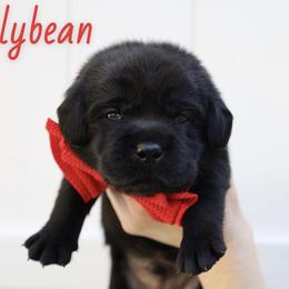 Jellybean - Black male Labrador Retriever puppy in Ocala, Florida from Moon river Labradors