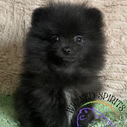 Boy 4 - male Pomeranian puppy in Watkins Glen, New York from Wicked Spirits Pomeranians