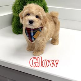 Glow - Apricot male Maltipoo puppy in Buford, Georgia from Petite Posh Puppies