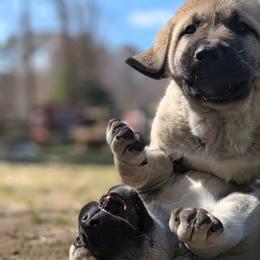 Anatolian Shepherd Dog Puppies from Homestead Heaney