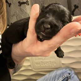 Red - Black male Scottish Terrier puppy in Lubbock, Texas from RocketST