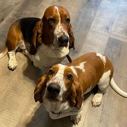 Basset Hounds from Bolderosa Bassets