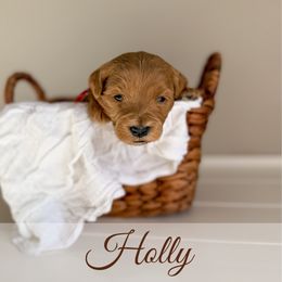 Holly - Red  female Goldendoodle puppy in Melba, Idaho from KZ Doodles