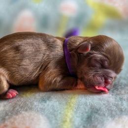Violet - Purple Collar - Liver female Shih Tzu puppy in Troy, Ohio from Ever After Tails
