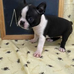 Nelly - Black and white female Boston Terrier puppy in Fillmore, Illinois from Wind Hill Puppies