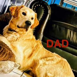 Golden Retriever Puppies from American True Golden retriever