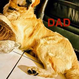 Golden Retriever Puppies from American True Golden retriever