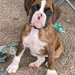 Boxer Puppies from East River Boxers