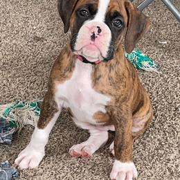 Boxer Puppies from East River Boxers