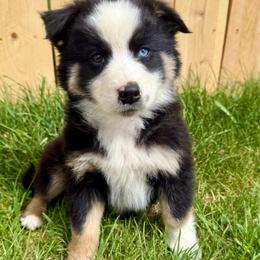 Cobalt - Black tri-color male Australian Shepherd puppy in Heber City, Utah from Junipersdoodles