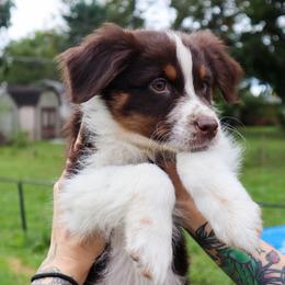 Titan - Red tri-color male Australian Shepherd puppy in Noblesville, Indiana from Saturn’s Rising Collies & Aussies