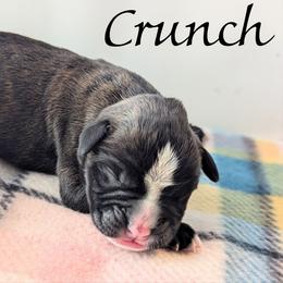 Crunch - Brindle male Boxer puppy in Mountain Home, Idaho from LJK Boxers & Toy Aussies