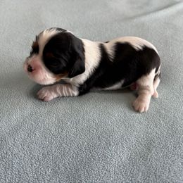 Girl 3 - Tri-color female Cavalier King Charles Spaniel puppy in Clintonville, Wisconsin from Whispering Meadows Performances Horses and Cavalier King Charles Spaniels