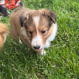 Pink - White and sable female Shetland Sheepdog puppy in Fontanelle, Iowa from Jensen Farms Shelties
