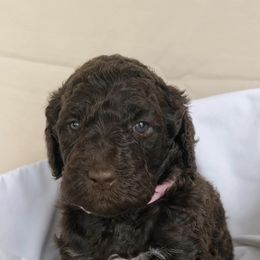 Poodles from Black Creek Poodles & Doodles