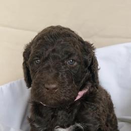 Poodles from Black Creek Poodles & Doodles