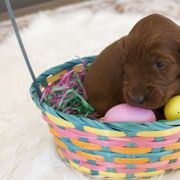 Goldendoodle, Irish Doodle, Labradoodle, and Poodle Puppies from Desert Doodles