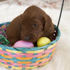 Goldendoodle, Irish Doodle, Labradoodle, and Poodle Puppies from Desert Doodles