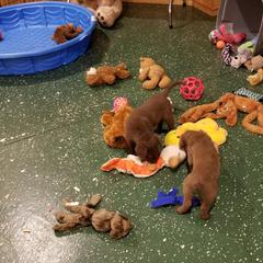 Chesapeake Bay Retriever Puppies from Eska Creek Chesapeakes