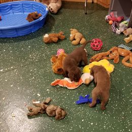 Chesapeake Bay Retriever Puppies from Eska Creek Chesapeakes