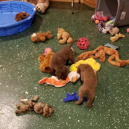 Chesapeake Bay Retriever Puppies from Eska Creek Chesapeakes