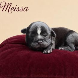 Meissa - Black and white female Shih Tzu puppy in Abilene, Texas from L&L Euro Boxers and Small Town Shih Tzus