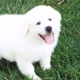 Great Pyrenees Puppies from Wells' Providence Pyrenees