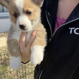 American Corgi Puppies from Whitecreek Corgis of Columbus, IN