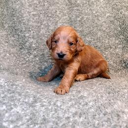 F1B Goldendoodle Surfer - Red  male Goldendoodle puppy in Redding, California from Casa Delarosa Collective Poodles & Doodles