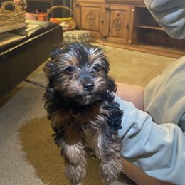 Yorkshire Terrier Puppies from Cutest AKC AZ Yorkies