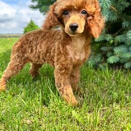 Phoebe - Poodle
