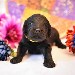 Daisy - Black female Australian Labradoodle puppy in Sturbridge, Massachusetts from Pawlite Best Friends