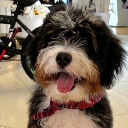 Bernedoodles, Cavalier King Charles Spaniels, Cavapoos, and Poodles from Grandeur Valley Puppies