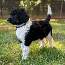 Marcus - Blue Collar - Parti male Poodle puppy in Monroe, North Carolina from The Klepper Homestead