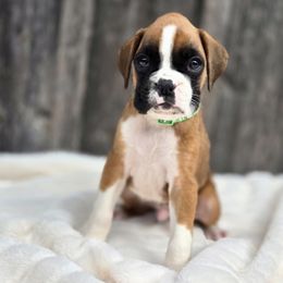 Thor - Fawn male Boxer puppy in Preston, Maryland from Katie's Pups
