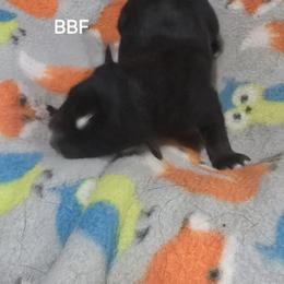 Jg4 - Black & white female Miniature Australian Shepherd puppy in Bend, Oregon from Badlands Toy and Mini Aussies