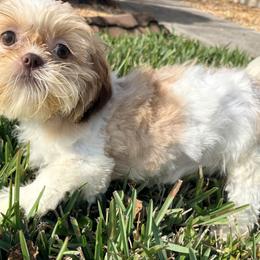 Candy - Red and white female Shih Tzu puppy in Saint Johns, Florida from BEH Puppies LLC
