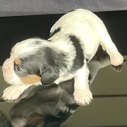 Cavalier King Charles Spaniel Puppies from Misty Meadow Cavaliers