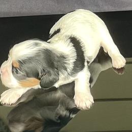 Cavalier King Charles Spaniel Puppies from Misty Meadow Cavaliers