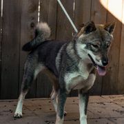 Shikoku puppies from Akiyama no Roushya