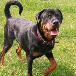Remy - Rottweiler