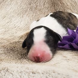 Silken Windhound Puppies from Silken Agents of CSBeck